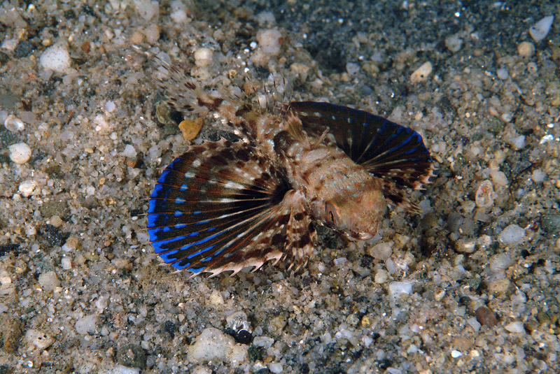 Dactylopterus volitans / pesce civetta